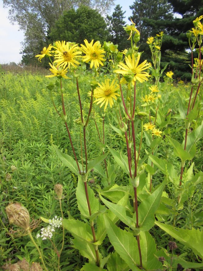 silphium integrifolium