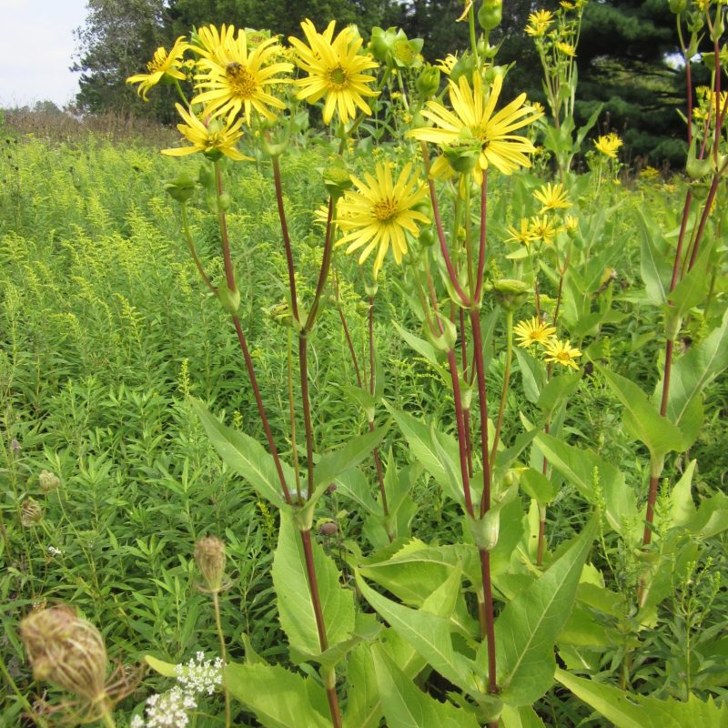 Silphium integrifolium - Rosin Weed (per oz)