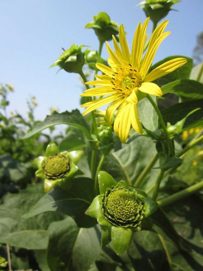 silphium perfoliatum 3