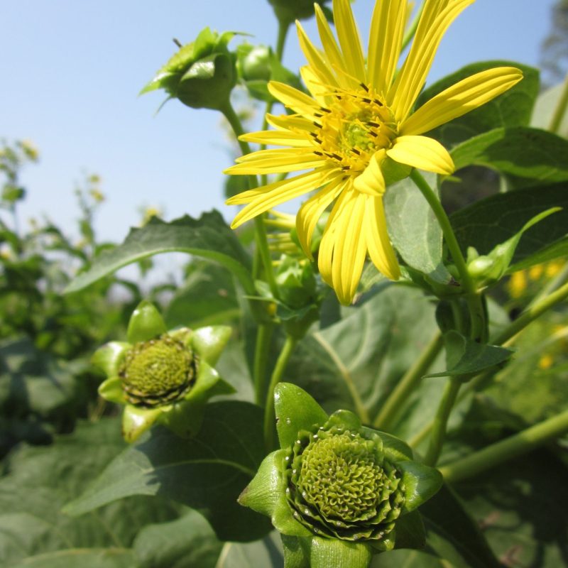 Silphium perfoliatum - Cupplant (per oz)
