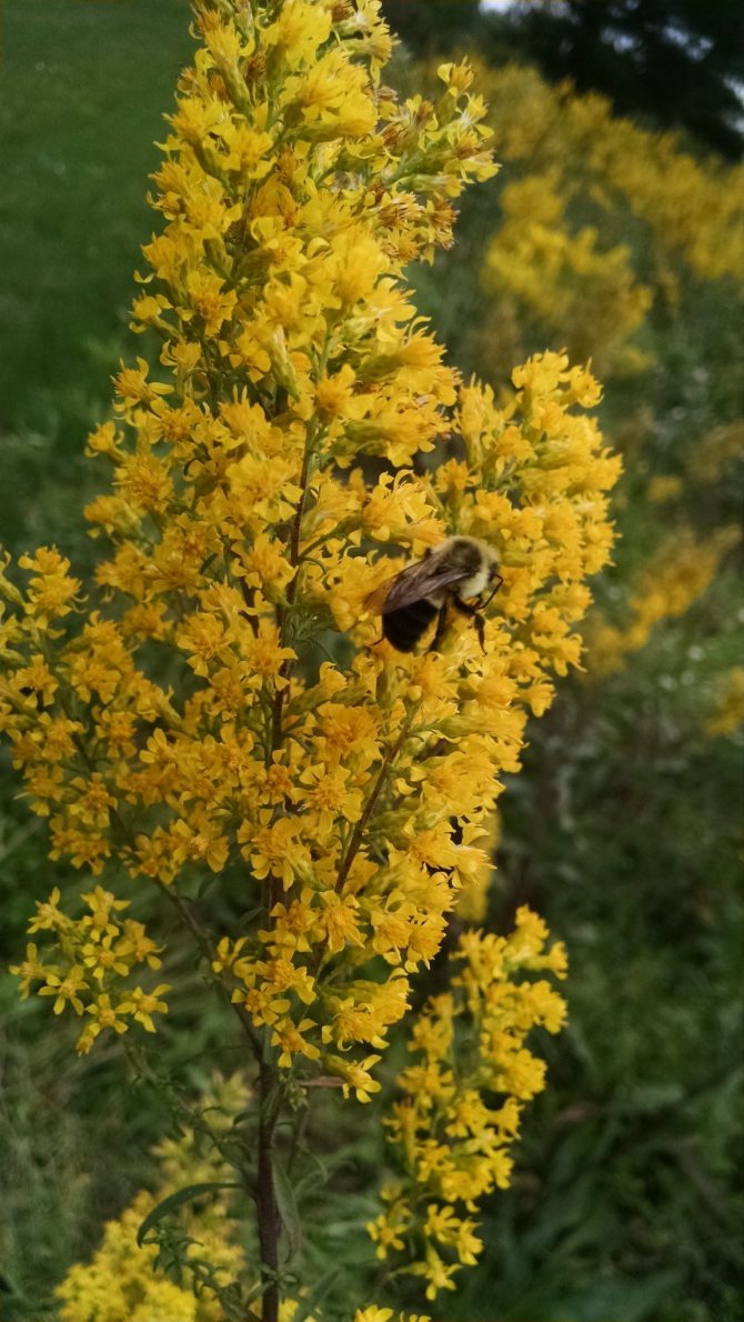 solidago speciosa 1