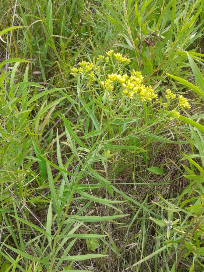 solidagograminifolia