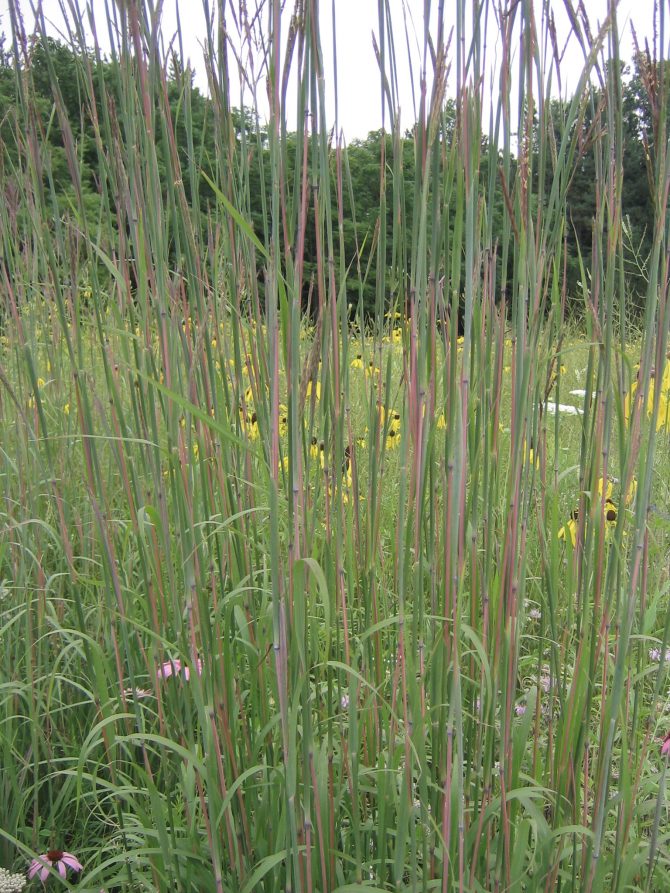 andropogon gerardii