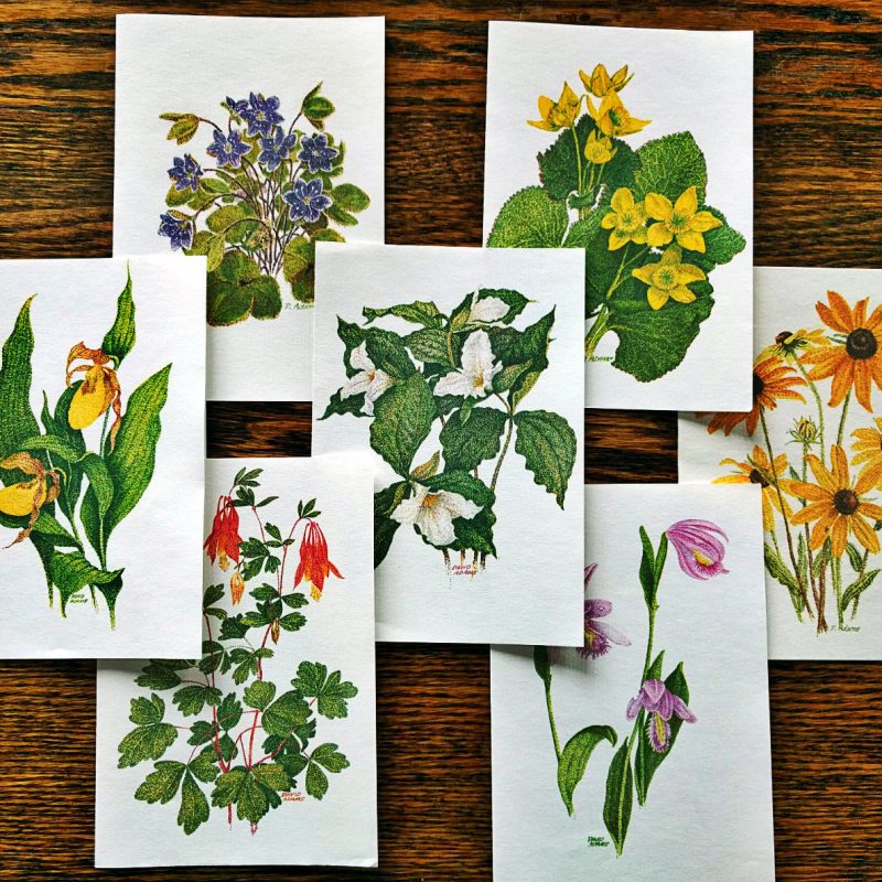 NATIVE WILDFLOWER NOTE CARDS