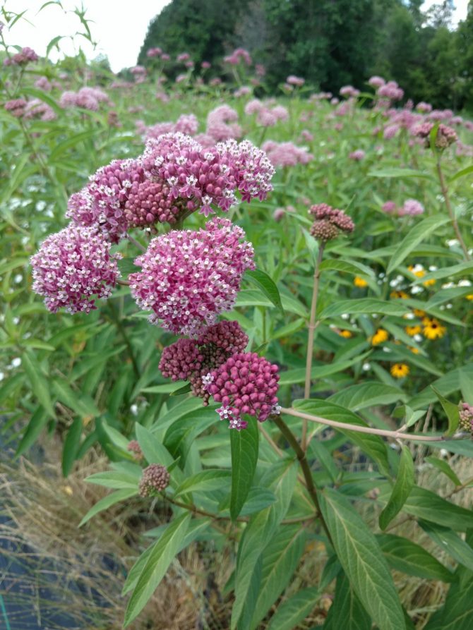 Asclepiasincarnata