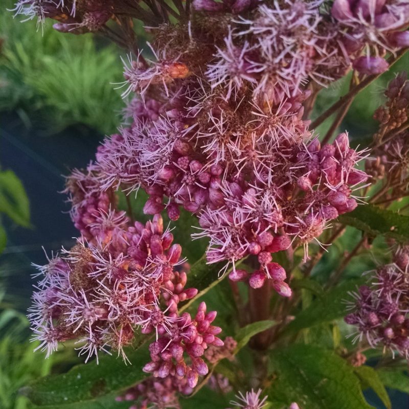 Eupatorium maculatum - Joe-Pye Weed (per oz)