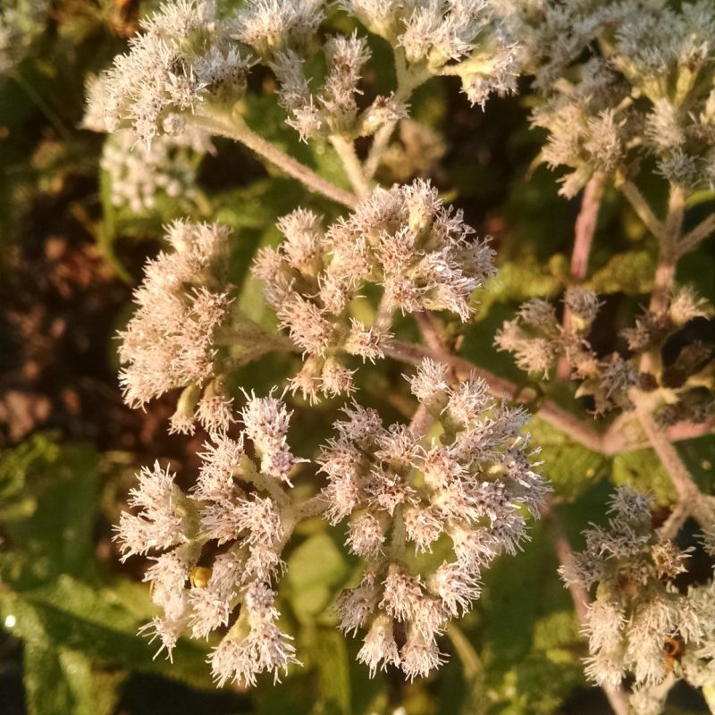 Eupatorium perfoliatum - Boneset (per oz)
