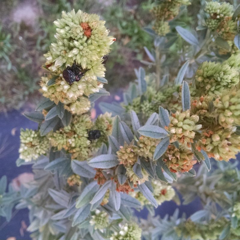 Lespedeza capitata - Round headed Bush-Clover (per oz)