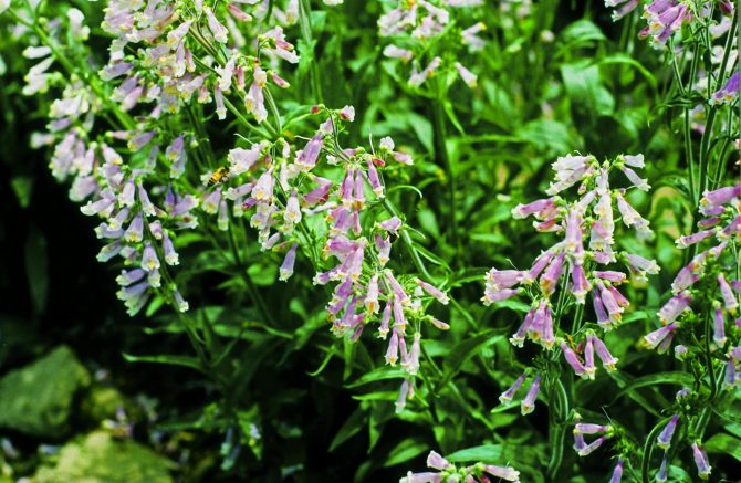 penstemon hirsutus