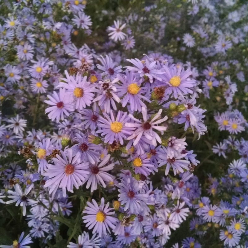 Symphyotrichum oolentangiensis - Prairie Heart-leaved Aster (per oz)