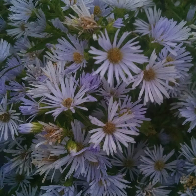 Symphyotrichum puniceum - Swamp Aster (per oz)