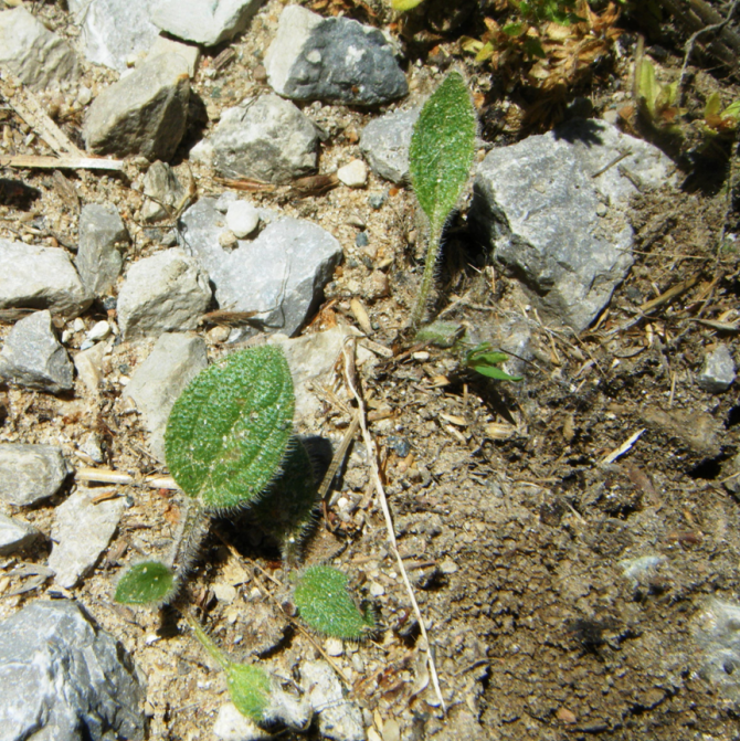 BlackeyedSusanSeedling