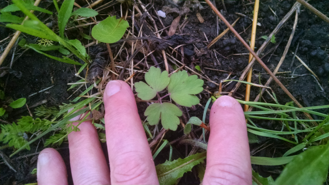 ColumbineSeedling