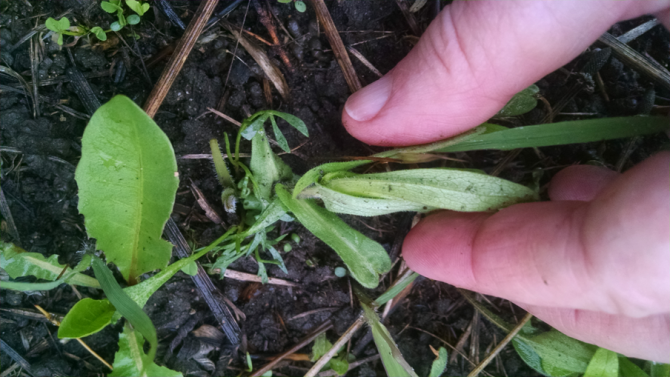 NewEnglandAsterSeedling