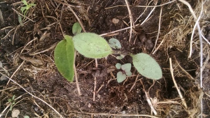 PurpleConeSeedling