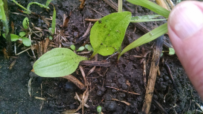 PurpleConeflowerSeedling