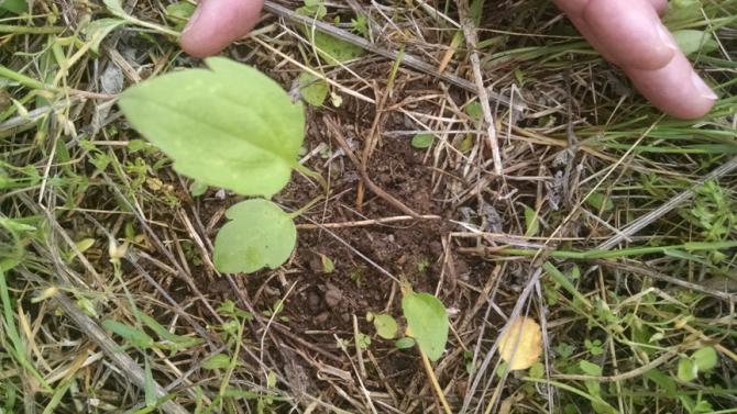 YellowConeflowerSeedling