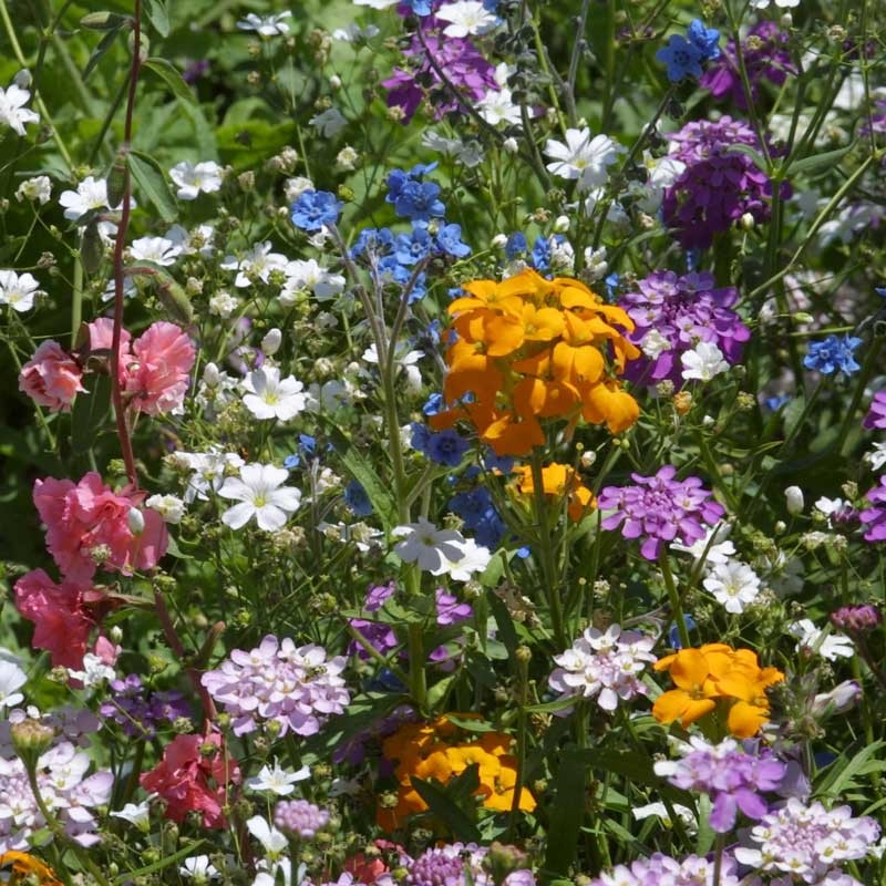 Idaho Wildflower Mix | Wildflower Seeds