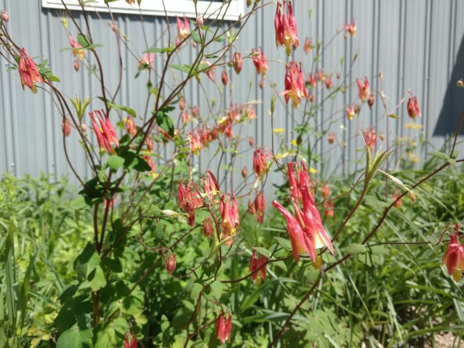 Aquilegia canadensis2