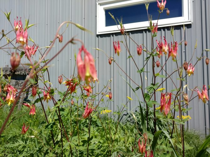 Aquilegia canadensis3