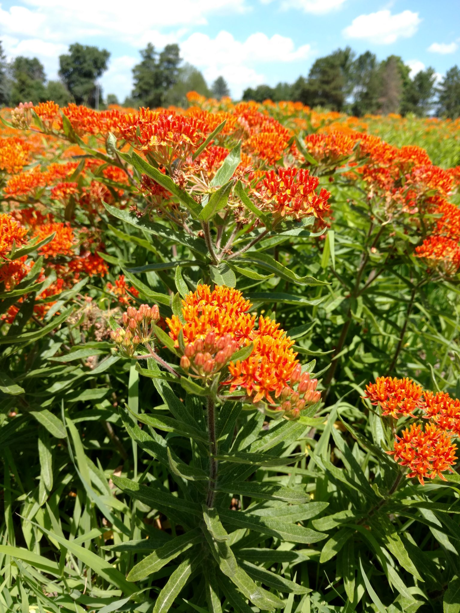 About Us Michigan Wildflower Farm