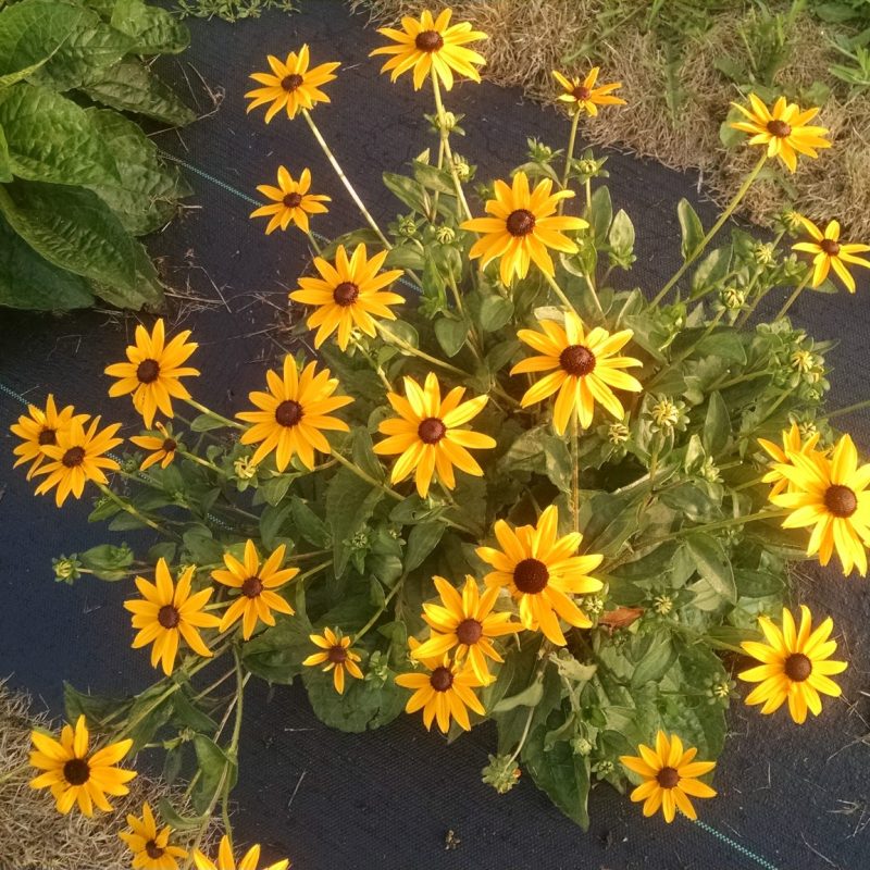Rudbeckia fulgida - Sweet Black-eyed Susan (per oz)