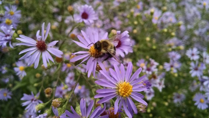 aster laevis 2