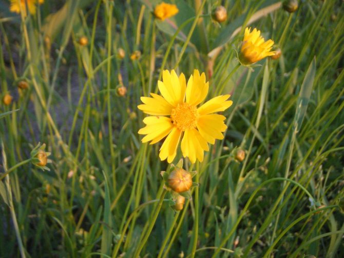 coreopsis lanceolata