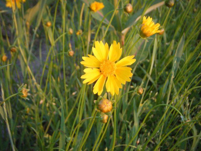 coreopsis lanceolata