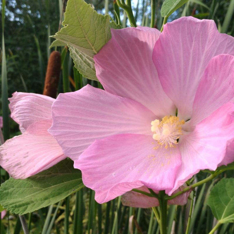 Hibiscus moscheutos - Swamp Rose Mallow (per oz)