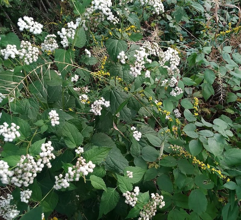 Eupatorium rugosum - Snakeroot (per oz)