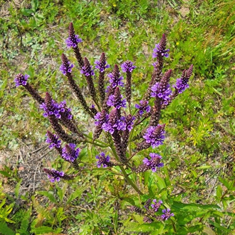 Verbena hastata - Blue Vervain (per oz)