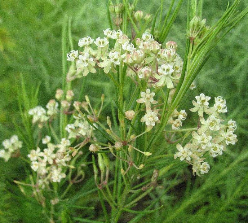 Asclepias verticillata - Whorled milkweed (per oz)